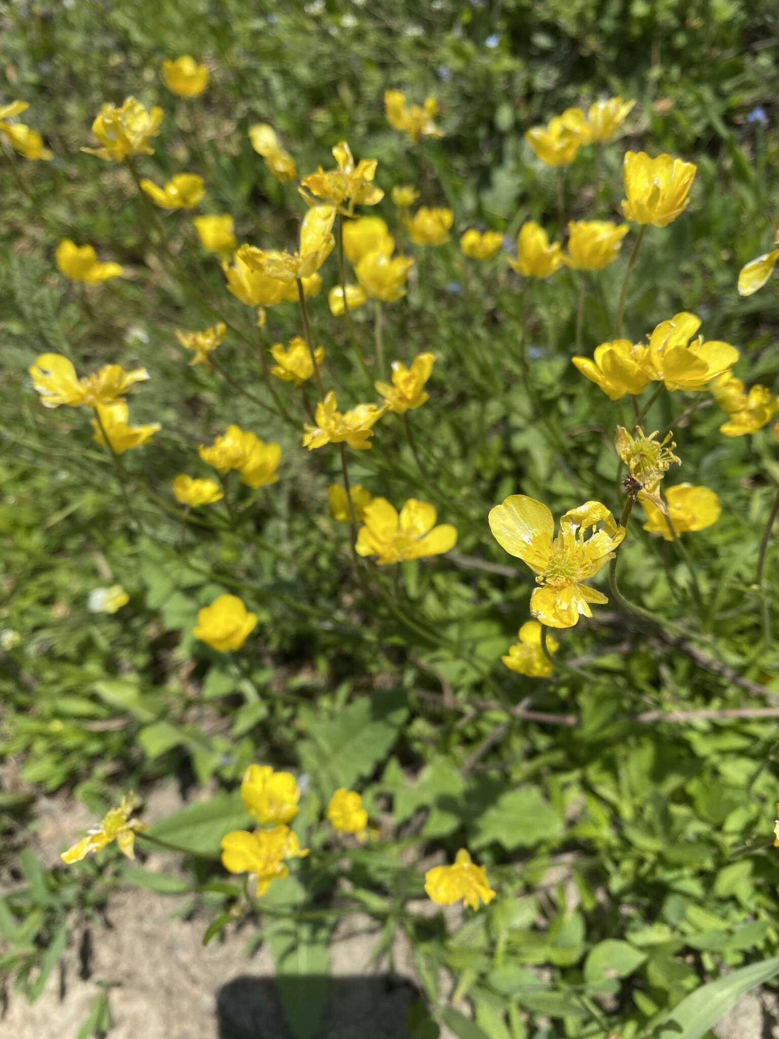 صورة Ranunculus pedatus Waldst. & Kit.