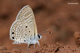 Image of Bright Babul Blue