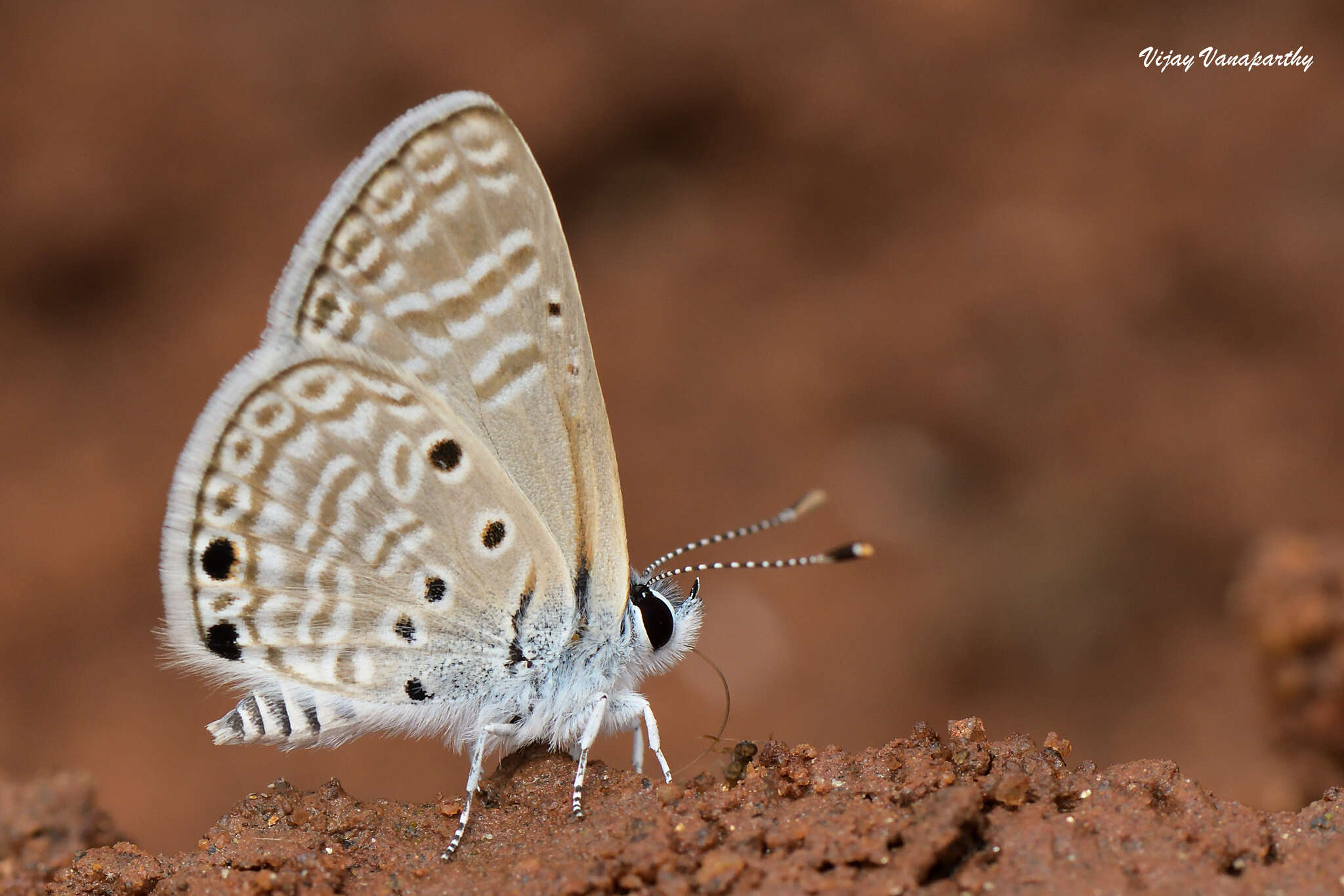 Image of Bright Babul Blue