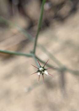 Image of Cienega Seca oxytheca