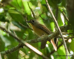 Image of Pale-chinned Blue Flycatcher