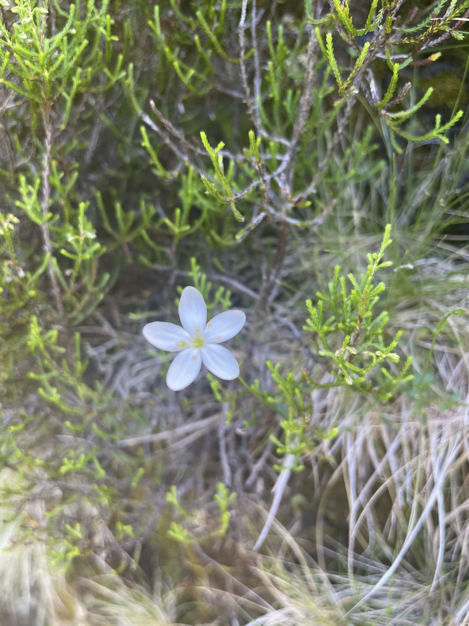 Image of Centaurium scilloides (L. fil.) Samp.