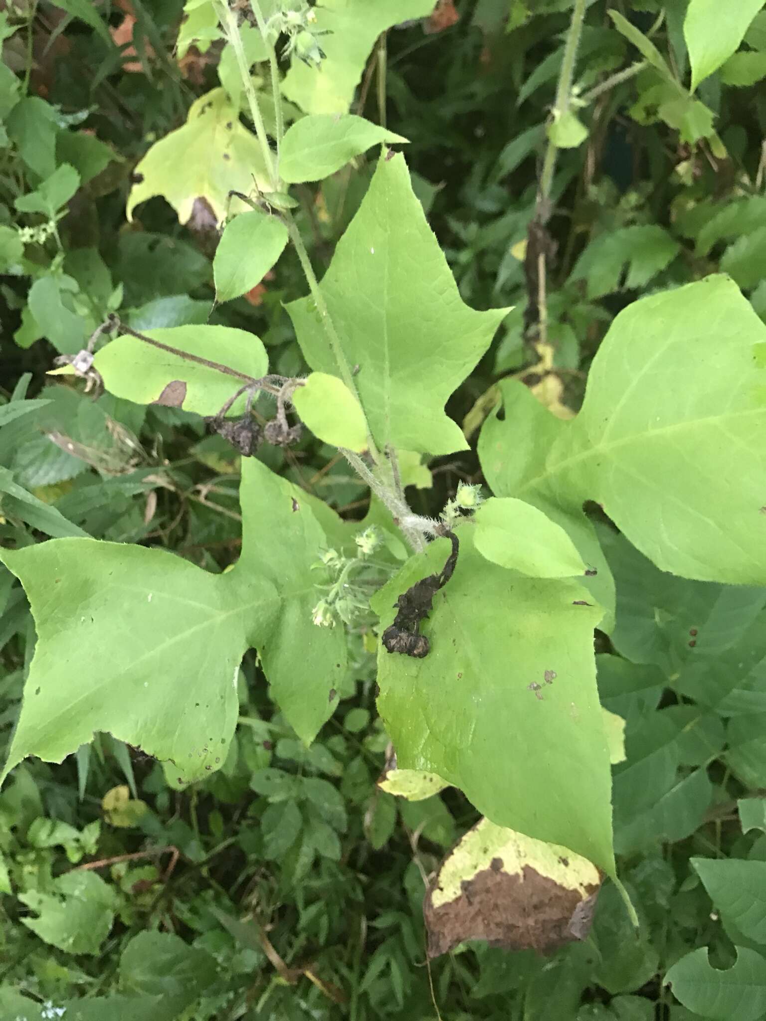 Image of whiteflower leafcup