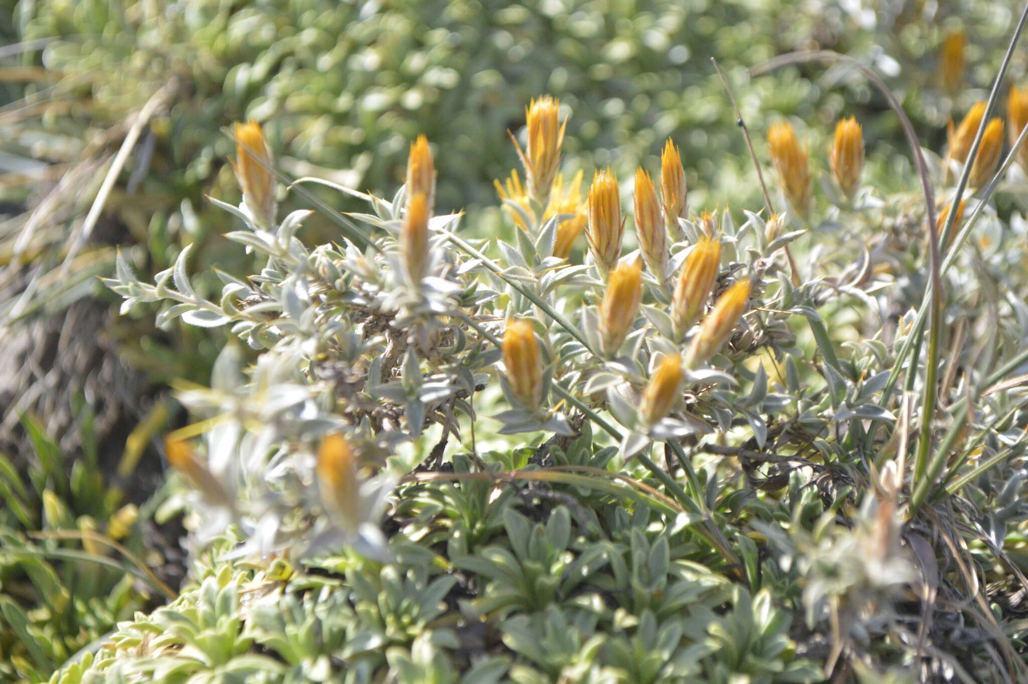 Image of Azorella ruizii G. M. Plunkett & A. N. Nicolas