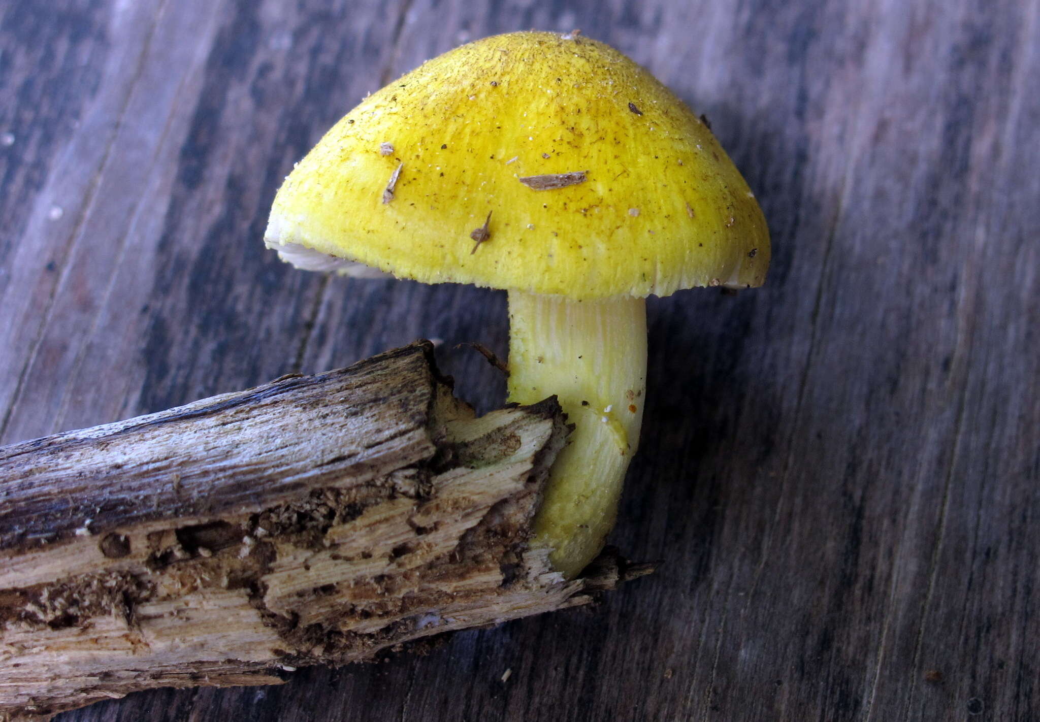 Image of Pluteus mammillatus (Longyear) Minnis, Sundb. & Methven 2006