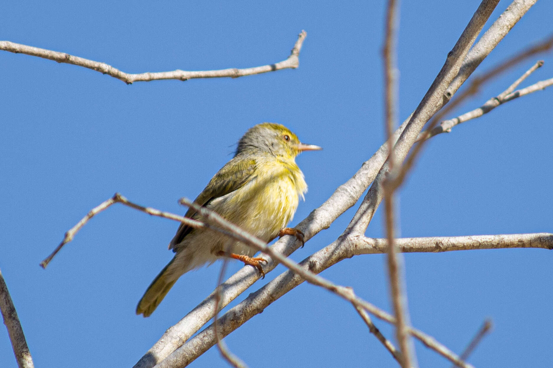 Imagem de Neomixis tenella (Hartlaub 1866)