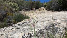 Image of California rockcress