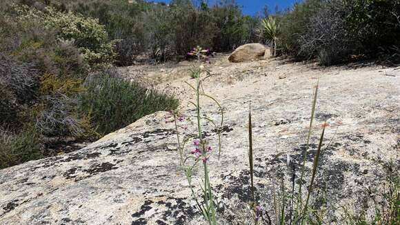 Plancia ëd Boechera californica (Rollins) Windham & Al-Shehbaz