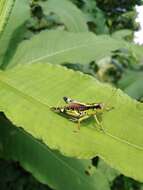 Image of Long-winged Mountain Grasshopper