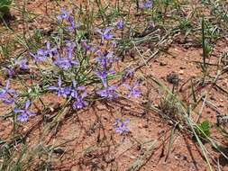 Plancia ëd Afrosolen sandersonii subsp. limpopoensis (Goldblatt & J. C. Manning) Goldblatt & J. C. Manning