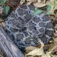 Crotalus cerberus (Coues ex Wheeler 1875)的圖片