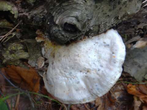 Image of Aurantiporus fissilis (Berk. & M. A. Curtis) H. Jahn ex Ryvarden 1978