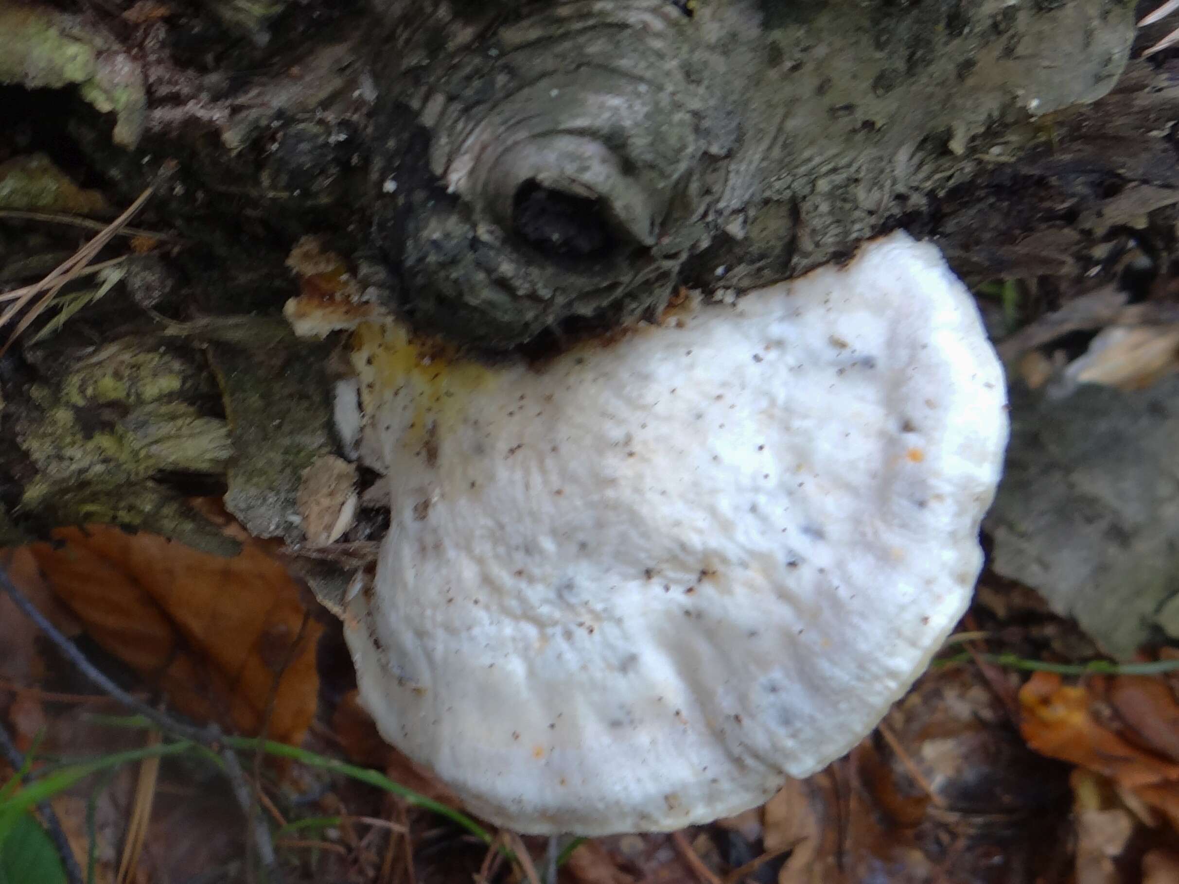 Слика од Aurantiporus fissilis (Berk. & M. A. Curtis) H. Jahn ex Ryvarden 1978