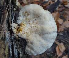 Слика од Aurantiporus fissilis (Berk. & M. A. Curtis) H. Jahn ex Ryvarden 1978