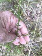 Image of largeflower aster