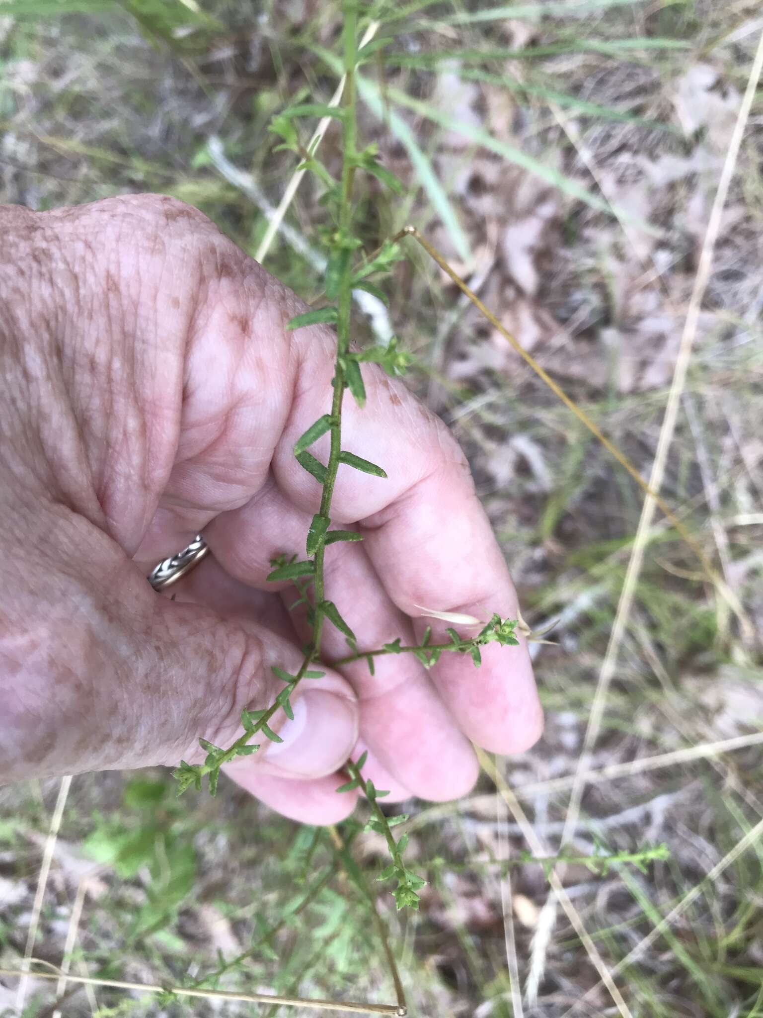 Image de Symphyotrichum grandiflorum (L.) G. L. Nesom