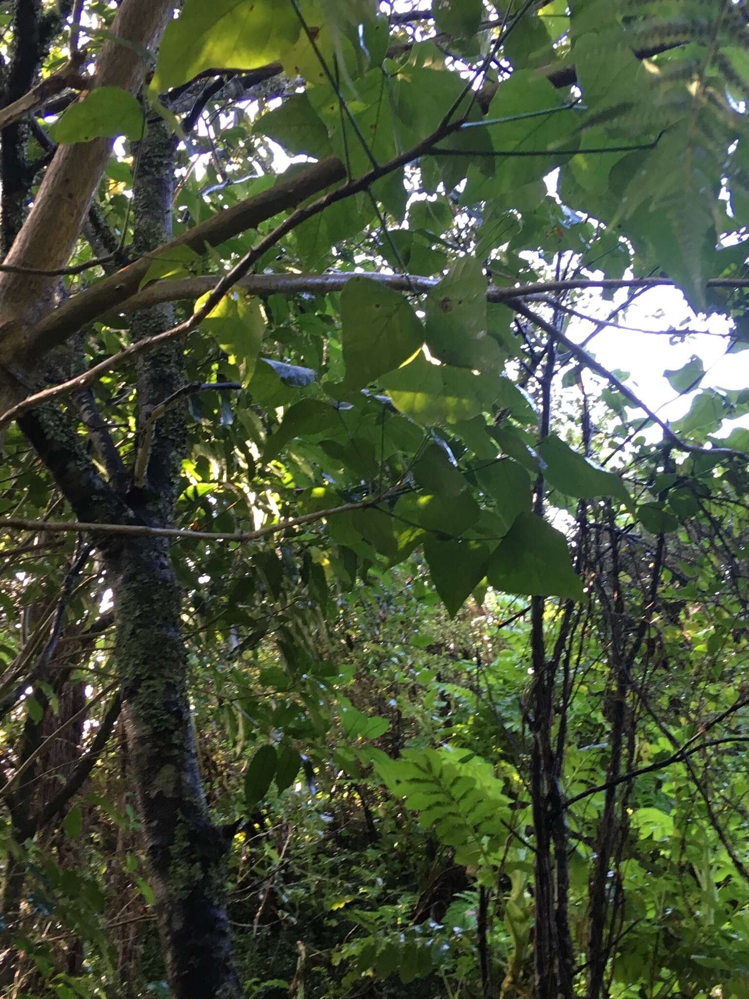 Image of Erythrina sykesii Barneby & Krukoff