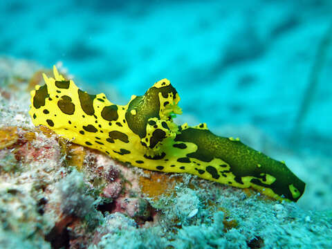 Image of Notodoris gardineri Eliot 1906