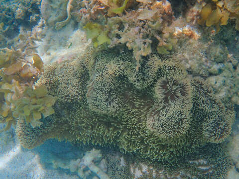 Image of merten's carpet anemone