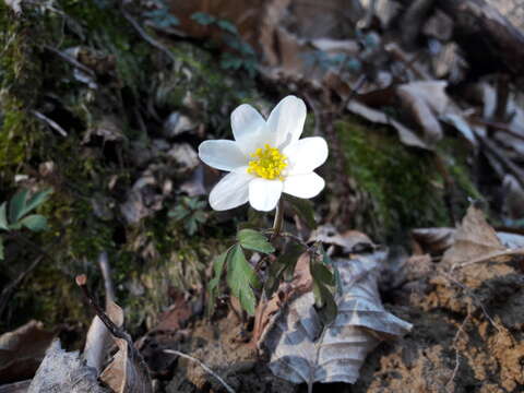 Image of European thimbleweed