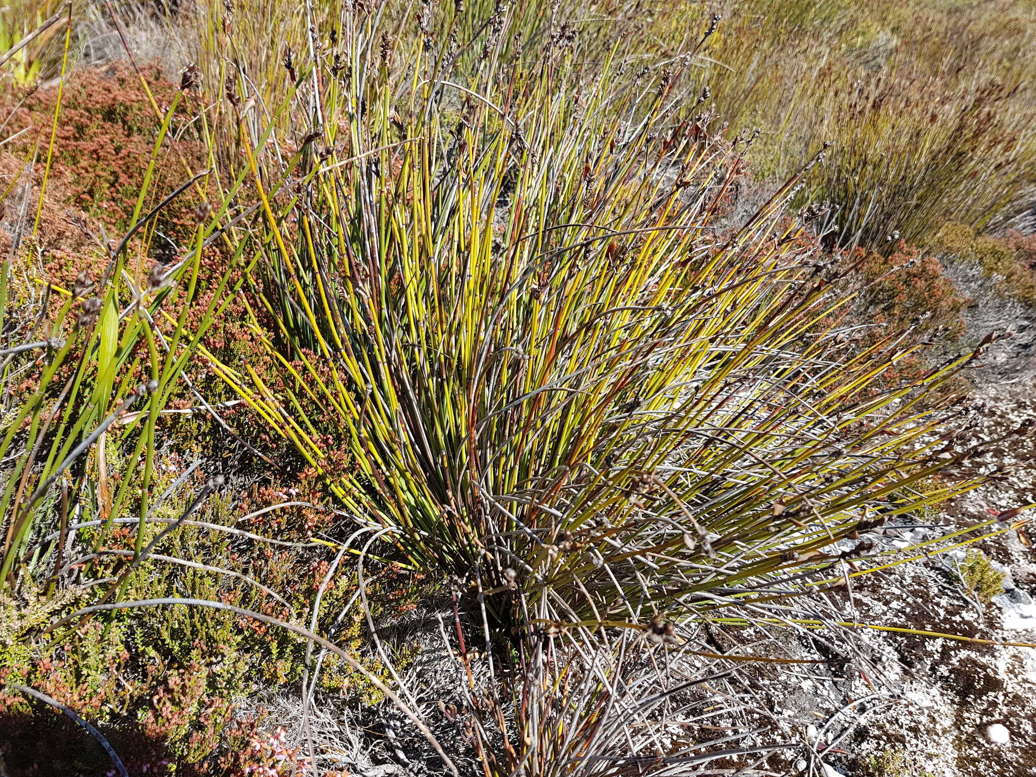 Image of Elegia ebracteata (Kunth) Moline & H. P. Linder