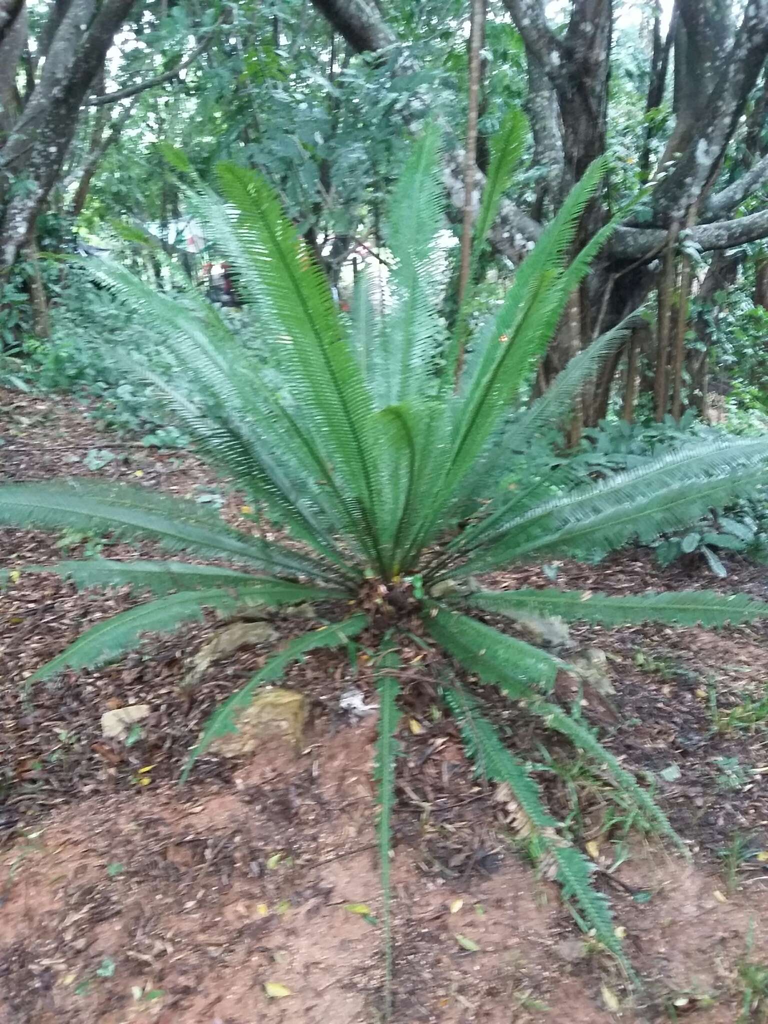 Image of Chestnut Dioon