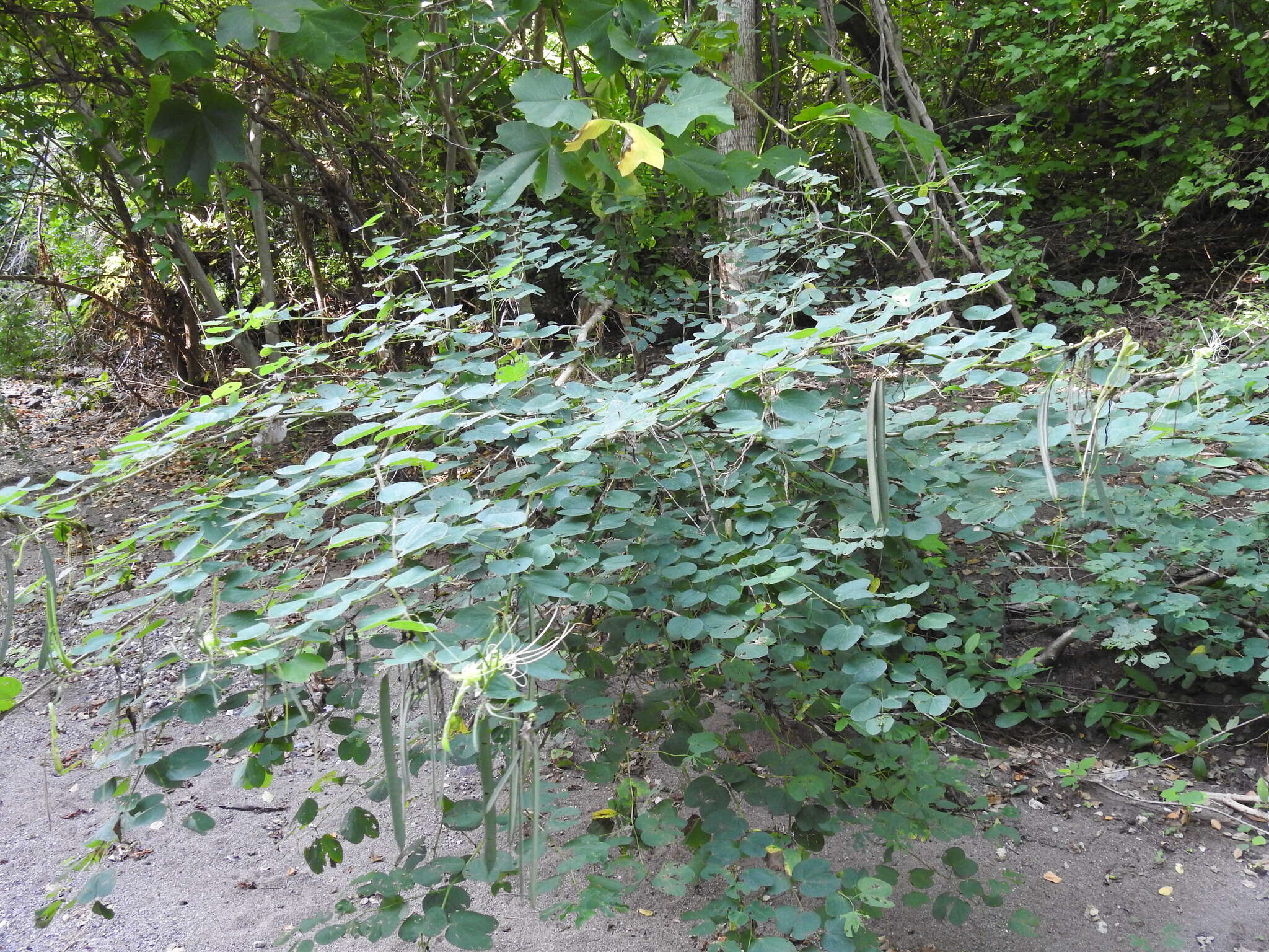 Image of railroadfence