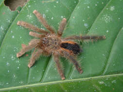 Image of Avicularia hirschii Bullmer, Thierer-Lutz & Schmidt 2006