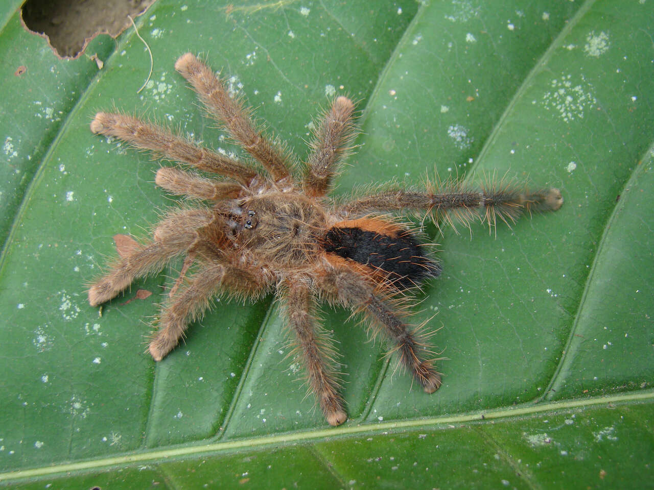 Image of Avicularia hirschii Bullmer, Thierer-Lutz & Schmidt 2006