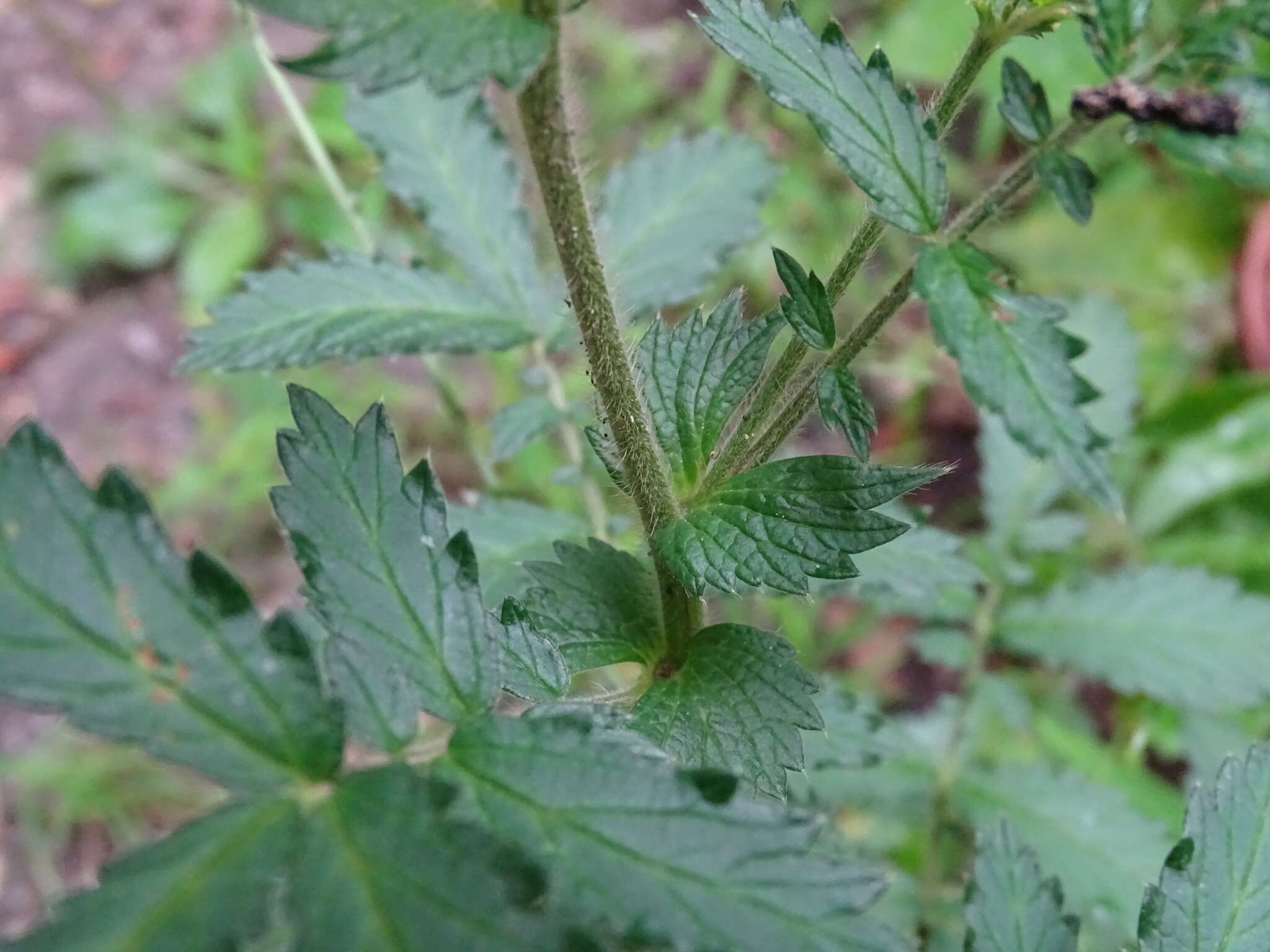 Image of soft agrimony