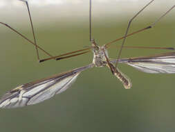 Image of Tipula (Yamatotipula) caloptera Loew 1863