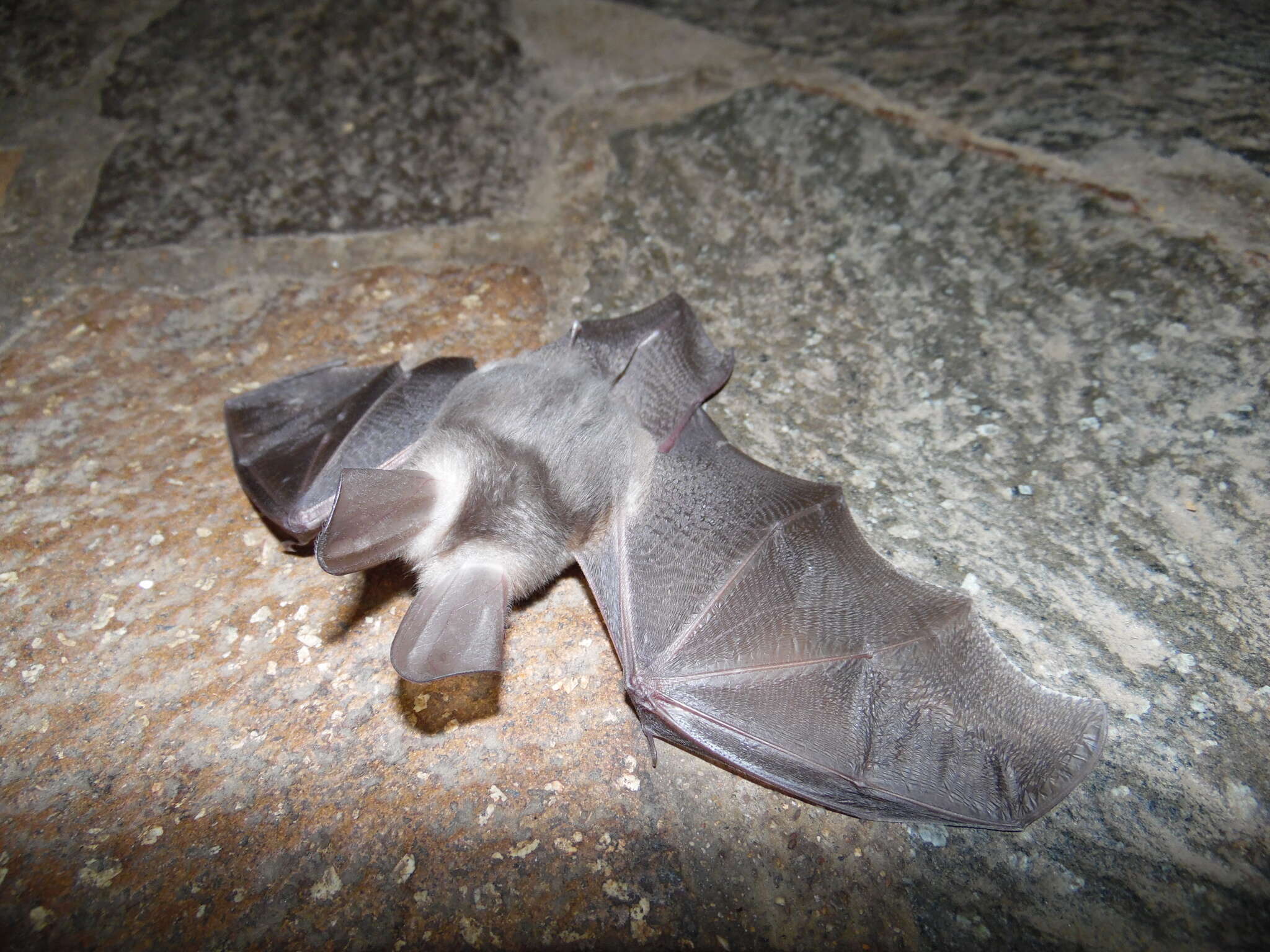 Image of Wood's Slit-faced Bat -- Wood's Slit-faced Bat