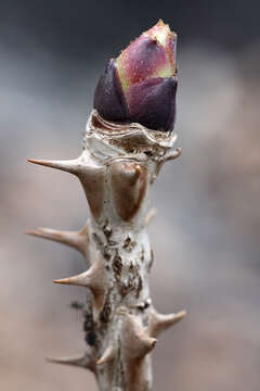 Image of castor aralia