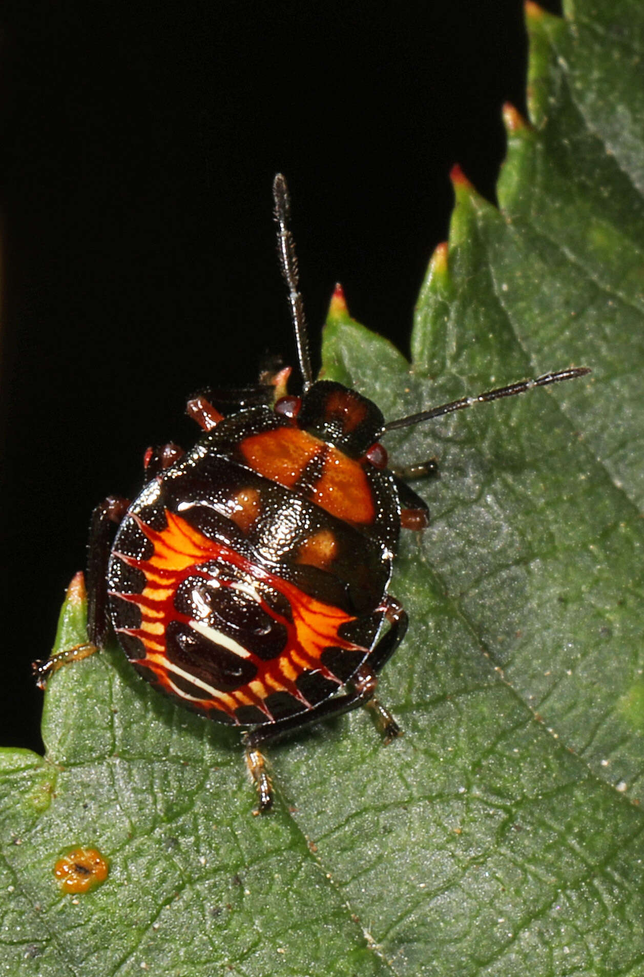 Image of Podisus Herrich-Schaeffer 1851