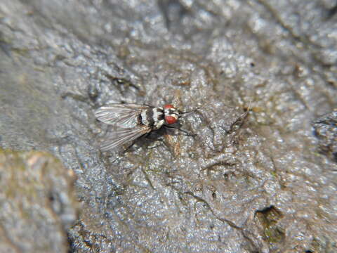 Image de Limnophora obsignata (Rondani 1866)