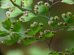 Image de Adiantum raddianum C. Presl