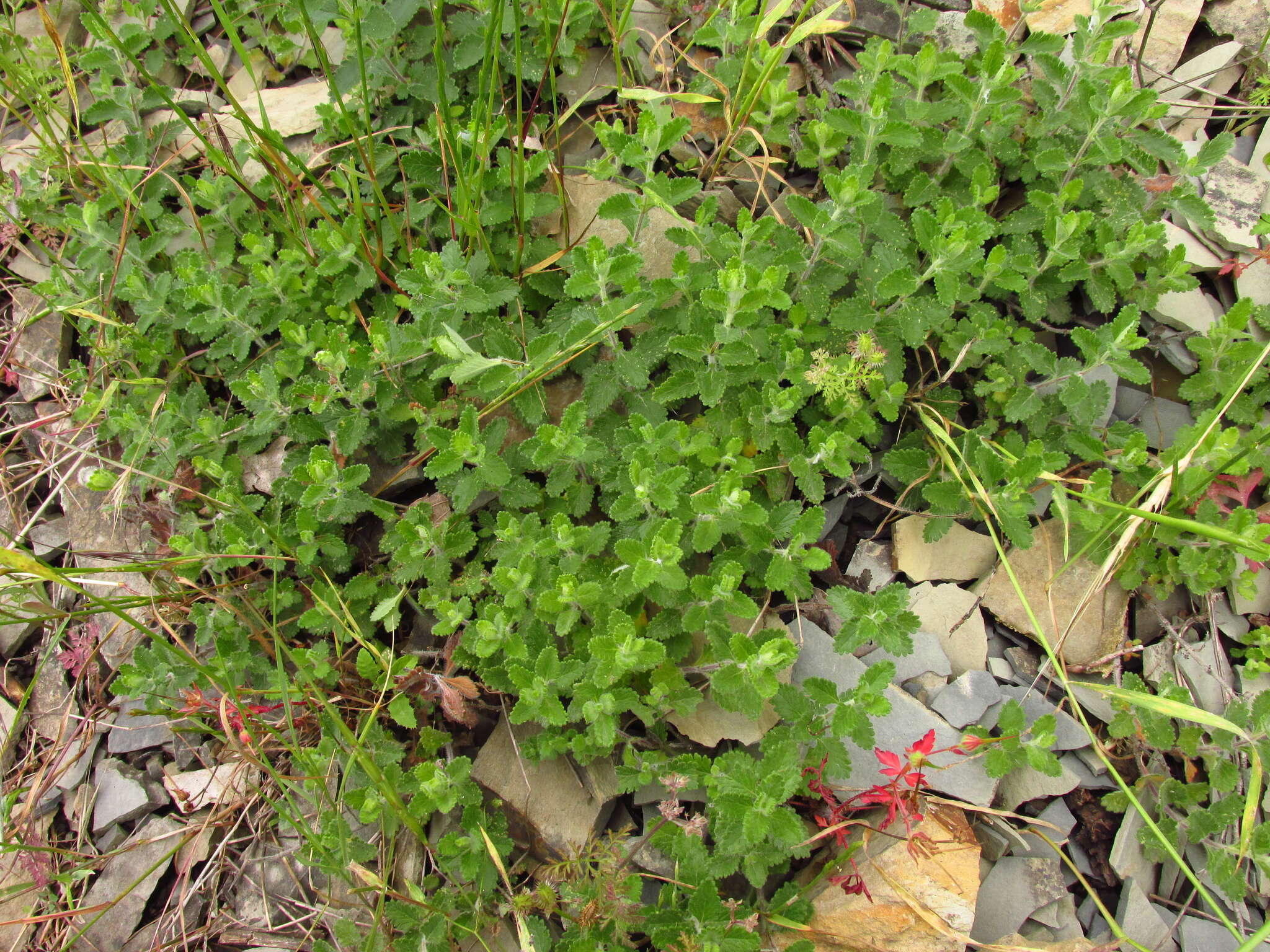 Image de Teucrium chamaedrys subsp. nuchense (K. Koch) Rech. fil.