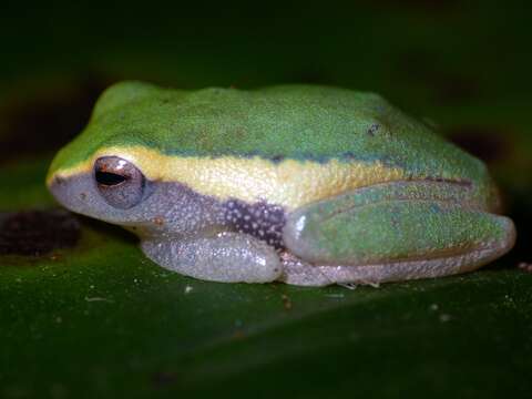 Image of Variable Bush Frog