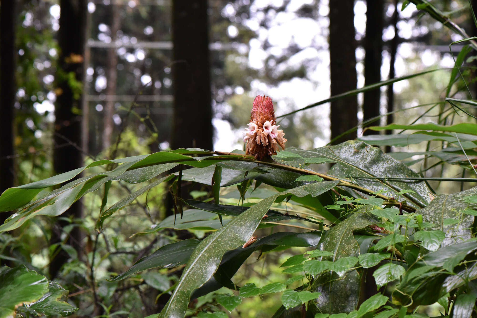 Image of Alpinia sessiliflora Kitam.