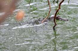 Image of Australian Freshwater Crocodile