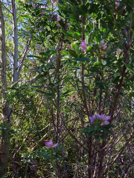 صورة Indigofera cytisoides Thunb.