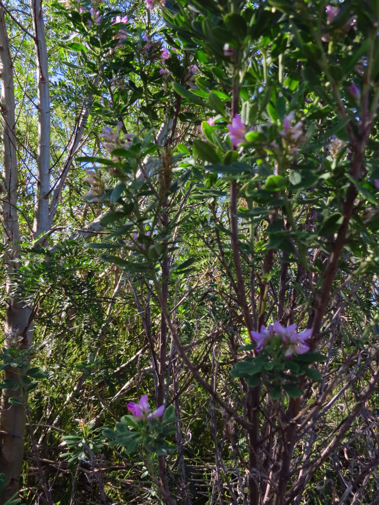 Imagem de Indigofera cytisoides Thunb.