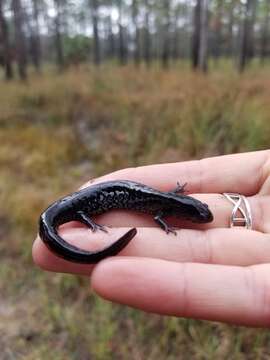 Image of Flatwoods salamander