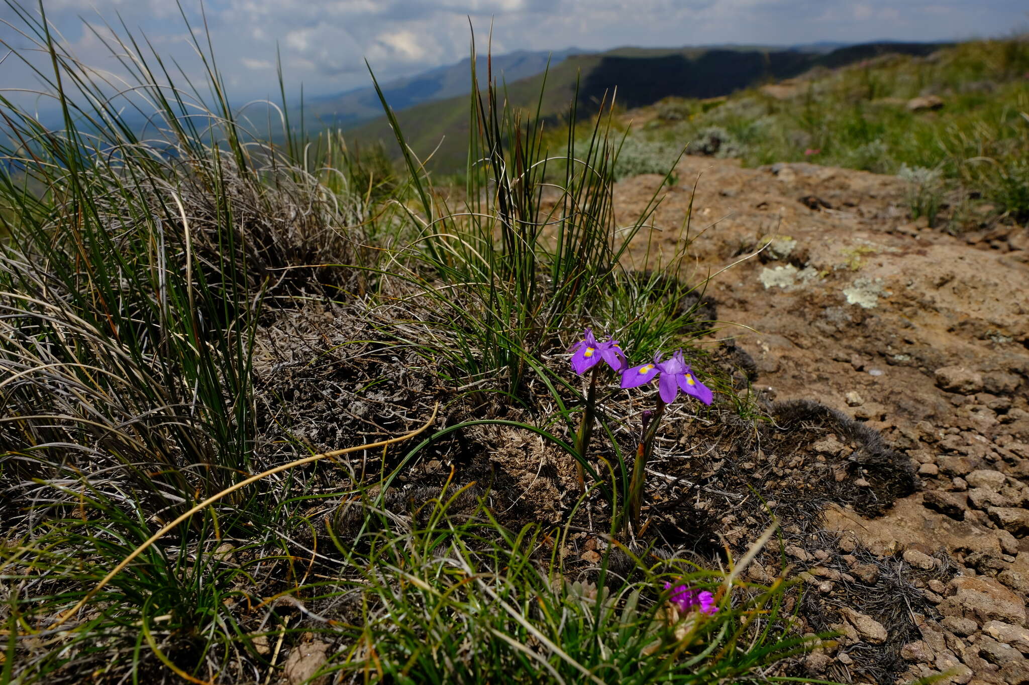 Image of Moraea alpina Goldblatt