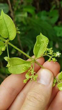 Image of Manettia alba (Aubl.) Wernham