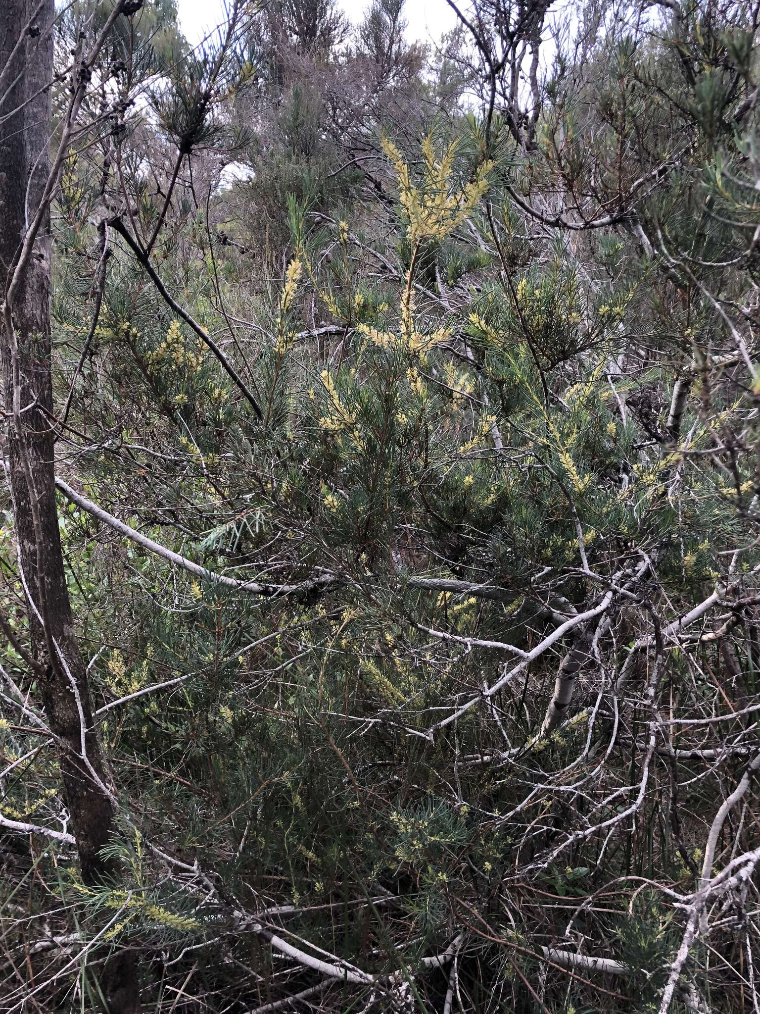 Image of Hakea nodosa R. Br.