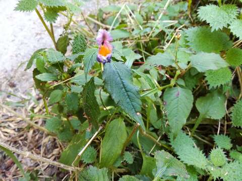 Image of Impatiens uniflora Hayata