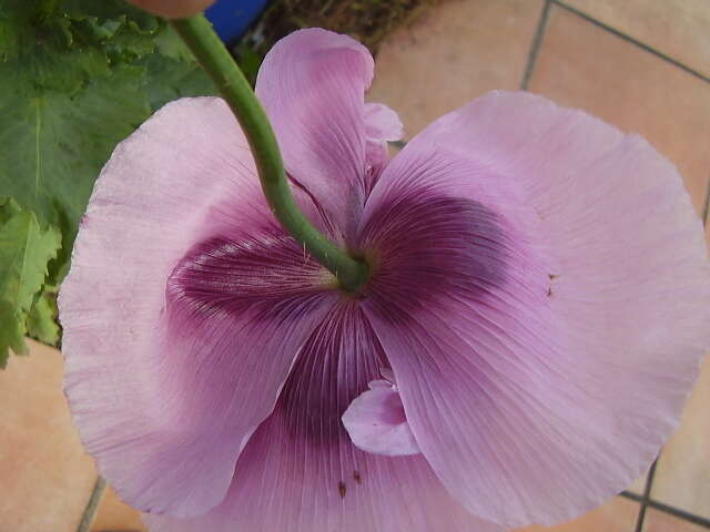 Image of opium poppy