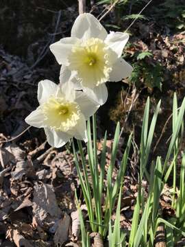 Слика од Narcissus incomparabilis Mill.