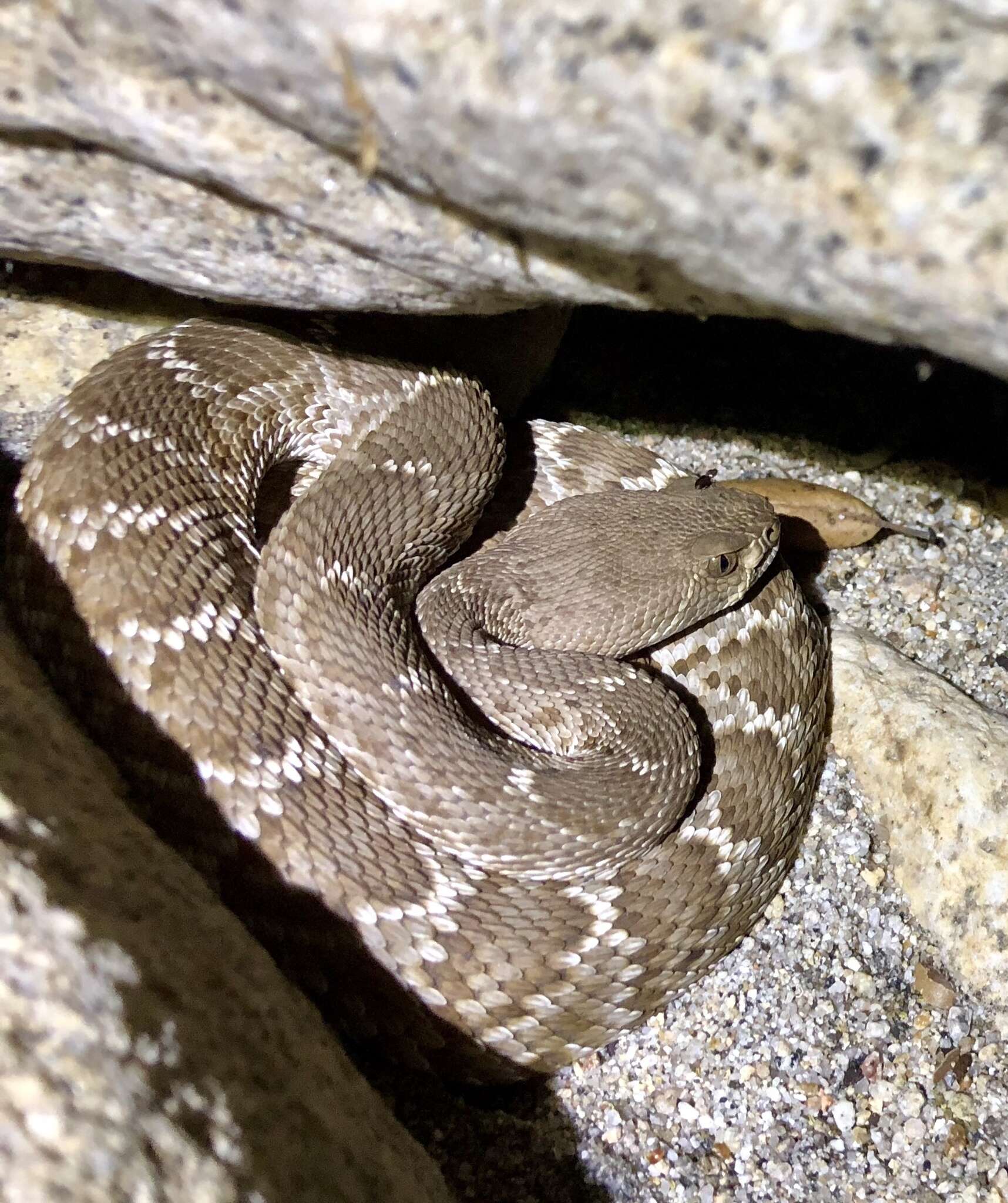 Imagem de Crotalus ruber ruber Cope 1892